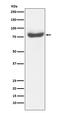BRCA1-A complex subunit RAP80 antibody, M06262, Boster Biological Technology, Western Blot image 