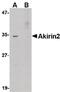 Akirin-2 antibody, PA5-20608, Invitrogen Antibodies, Western Blot image 