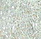 Rubicon Autophagy Regulator antibody, 7943, ProSci Inc, Immunohistochemistry paraffin image 