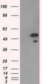 ShcA antibody, CF501103, Origene, Western Blot image 