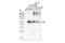 Albumin antibody, 23053S, Cell Signaling Technology, Western Blot image 