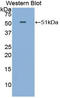 Fibroblast Growth Factor 6 antibody, LS-C299734, Lifespan Biosciences, Western Blot image 