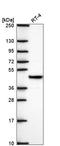 Surfeit 6 antibody, HPA074622, Atlas Antibodies, Western Blot image 