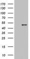 Keratin 20 antibody, TA802661BM, Origene, Western Blot image 