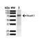 ARK5 antibody, SPC-1036D-A594, StressMarq, Western Blot image 
