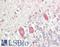 Sulfated glycoprotein 1 antibody, LS-B14263, Lifespan Biosciences, Immunohistochemistry paraffin image 