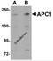 Anaphase Promoting Complex Subunit 1 antibody, 5717, ProSci Inc, Western Blot image 