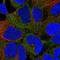 Calcium/Calmodulin Dependent Protein Kinase I antibody, HPA051409, Atlas Antibodies, Immunofluorescence image 