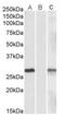 DPY30 Domain Containing 1 antibody, AP23775PU-N, Origene, Western Blot image 