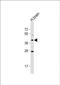 Olfactory Receptor Family 5 Subfamily M Member 8 antibody, PA5-72099, Invitrogen Antibodies, Western Blot image 