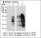 CSNK1D protein antibody, orb258000, Biorbyt, Western Blot image 