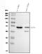 Solute Carrier Family 7 Member 9 antibody, A03445-1, Boster Biological Technology, Western Blot image 