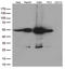 Calreticulin antibody, LS-C793216, Lifespan Biosciences, Western Blot image 