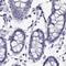 Perilipin 4 antibody, NBP2-38731, Novus Biologicals, Western Blot image 