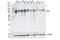 Programmed Cell Death 6 Interacting Protein antibody, 18269S, Cell Signaling Technology, Western Blot image 