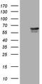 P21 (RAC1) Activated Kinase 4 antibody, TA807368S, Origene, Western Blot image 