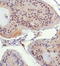 Histone-lysine N-methyltransferase EHMT1 antibody, TA336827, Origene, Immunohistochemistry paraffin image 