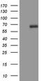 CD5 Molecule antibody, LS-C789527, Lifespan Biosciences, Western Blot image 