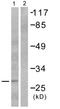 Granzyme B antibody, ab53097, Abcam, Western Blot image 