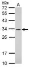 Pyridoxal Phosphate Binding Protein antibody, GTX122706, GeneTex, Western Blot image 