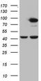 Procollagen-Lysine,2-Oxoglutarate 5-Dioxygenase 2 antibody, CF803225, Origene, Western Blot image 