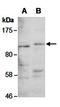Frizzled Class Receptor 8 antibody, orb67042, Biorbyt, Western Blot image 