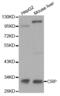 C-Reactive Protein antibody, abx000609, Abbexa, Western Blot image 
