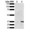 Metallothionein antibody, SMC-551D-A594, StressMarq, Western Blot image 