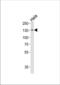 SPIN antibody, TA324875, Origene, Western Blot image 