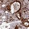 Sodium/glucose cotransporter 5 antibody, HPA052014, Atlas Antibodies, Immunohistochemistry frozen image 