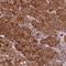 Armadillo Like Helical Domain Containing 3 antibody, HPA050913, Atlas Antibodies, Immunohistochemistry frozen image 