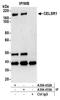 CELR1 antibody, A304-433A, Bethyl Labs, Immunoprecipitation image 