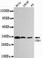 Cyclin Dependent Kinase 4 antibody, TA346909, Origene, Western Blot image 