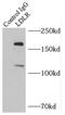 LDLR antibody, FNab04742, FineTest, Immunoprecipitation image 