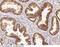 Ectonucleoside Triphosphate Diphosphohydrolase 5 (Inactive) antibody, 11184-R064, Sino Biological, Immunohistochemistry frozen image 