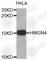 High Mobility Group Nucleosomal Binding Domain 4 antibody, A2291, ABclonal Technology, Western Blot image 