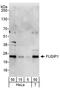 Serine And Arginine Rich Splicing Factor 10 antibody, A302-282A, Bethyl Labs, Western Blot image 