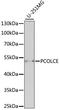 Procollagen C-proteinase enhancer 1 antibody, LS-C750267, Lifespan Biosciences, Western Blot image 