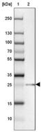 Testis Expressed 30 antibody, NBP2-30640, Novus Biologicals, Western Blot image 