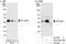 Casein Kinase 1 Alpha 1 antibody, A301-991A, Bethyl Labs, Immunoprecipitation image 