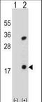Phospholipase A2 Group IB antibody, LS-C163756, Lifespan Biosciences, Western Blot image 
