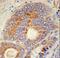 Hedgehog Acyltransferase antibody, LS-C166857, Lifespan Biosciences, Immunohistochemistry frozen image 