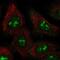 BAH Domain And Coiled-Coil Containing 1 antibody, NBP2-69028, Novus Biologicals, Immunofluorescence image 
