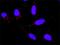 Hspa1 antibody, H00003304-M02, Novus Biologicals, Proximity Ligation Assay image 