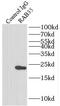 Ras-related protein Rab-35 antibody, FNab07019, FineTest, Immunoprecipitation image 