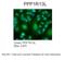 Protein Phosphatase 1 Regulatory Subunit 13 Like antibody, 27-718, ProSci, Immunohistochemistry paraffin image 