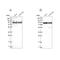 DEAD-Box Helicase 1 antibody, NBP1-85293, Novus Biologicals, Western Blot image 
