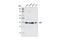 Non-Homologous End Joining Factor 1 antibody, 2854T, Cell Signaling Technology, Western Blot image 