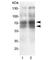 Selectin L antibody, R30426, NSJ Bioreagents, Western Blot image 