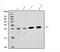 Ubiquitin C-Terminal Hydrolase L1 antibody, M01018-6, Boster Biological Technology, Western Blot image 